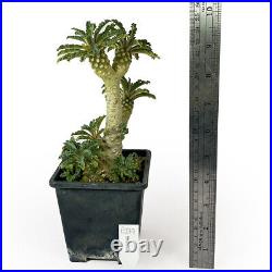 Dorstenia lavrani (cristata-male-female) for sale by Little One Plant Nursery
