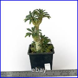 Dorstenia lavrani (cristata-male-female) for sale by Little One Plant Nursery