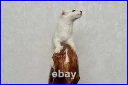 White Ermine Weasel Taxidermy Mount Stoat Mounted, Stuffed Animals For Sale