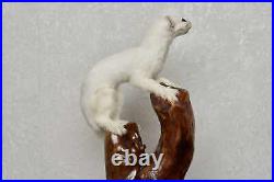 White Ermine Weasel Taxidermy Mount Stoat Mounted, Stuffed Animals For Sale